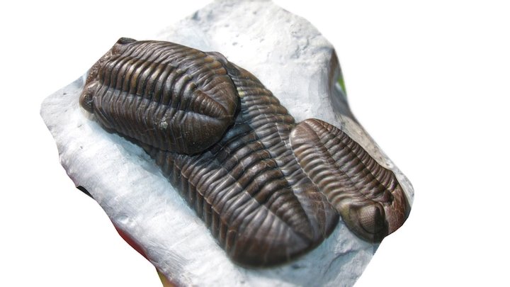 Trilobytes 3D models - Sketchfab