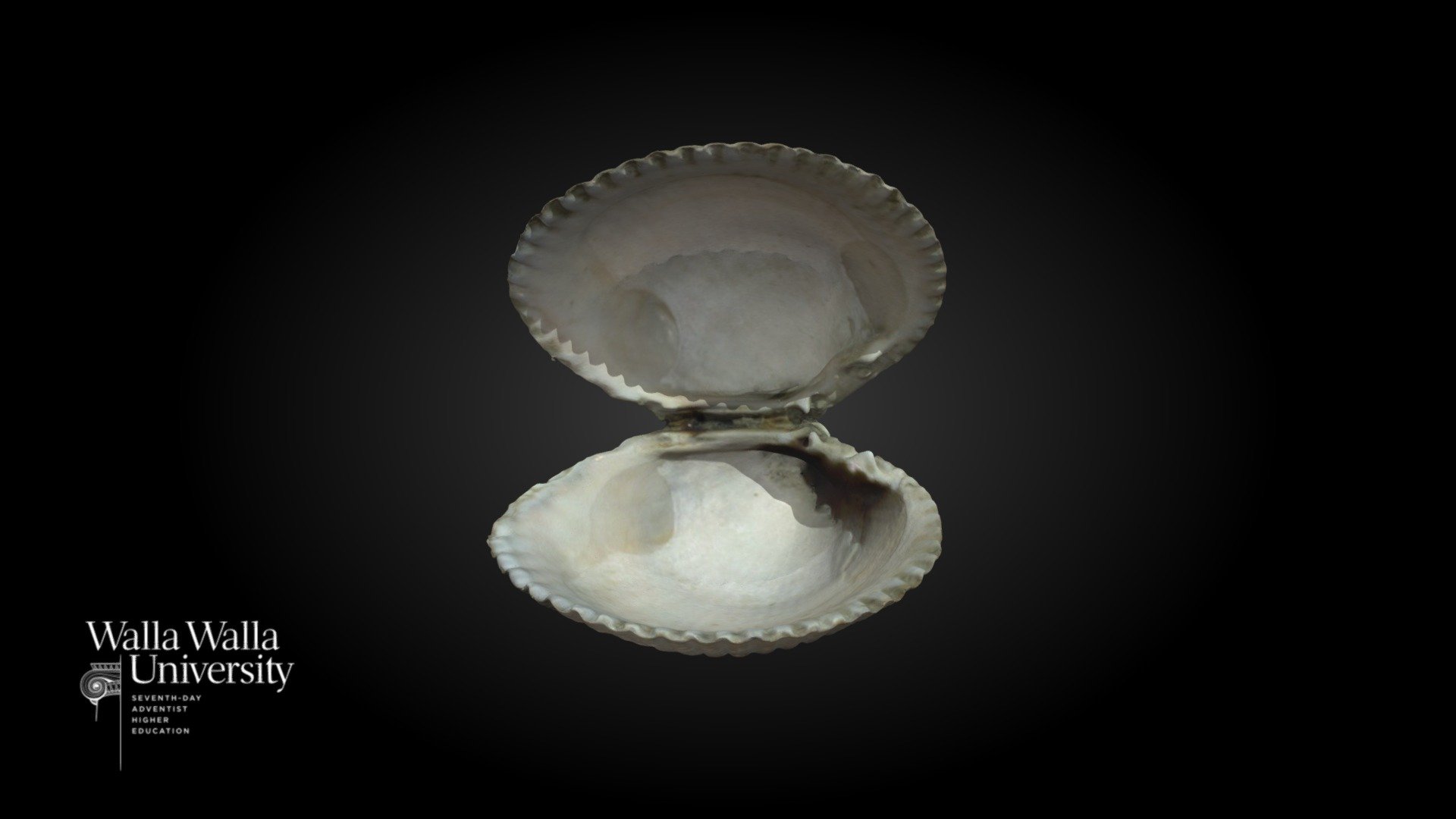 Heart Cockle (Clinocardium nuttallii) Shell