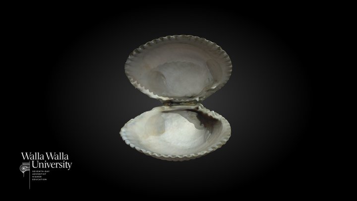 Heart Cockle (Clinocardium nuttallii) Shell 3D Model
