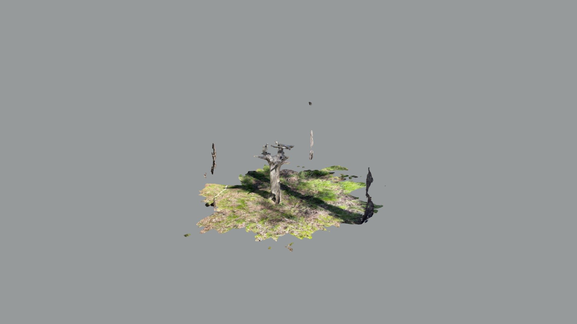 Dead tree sculpture