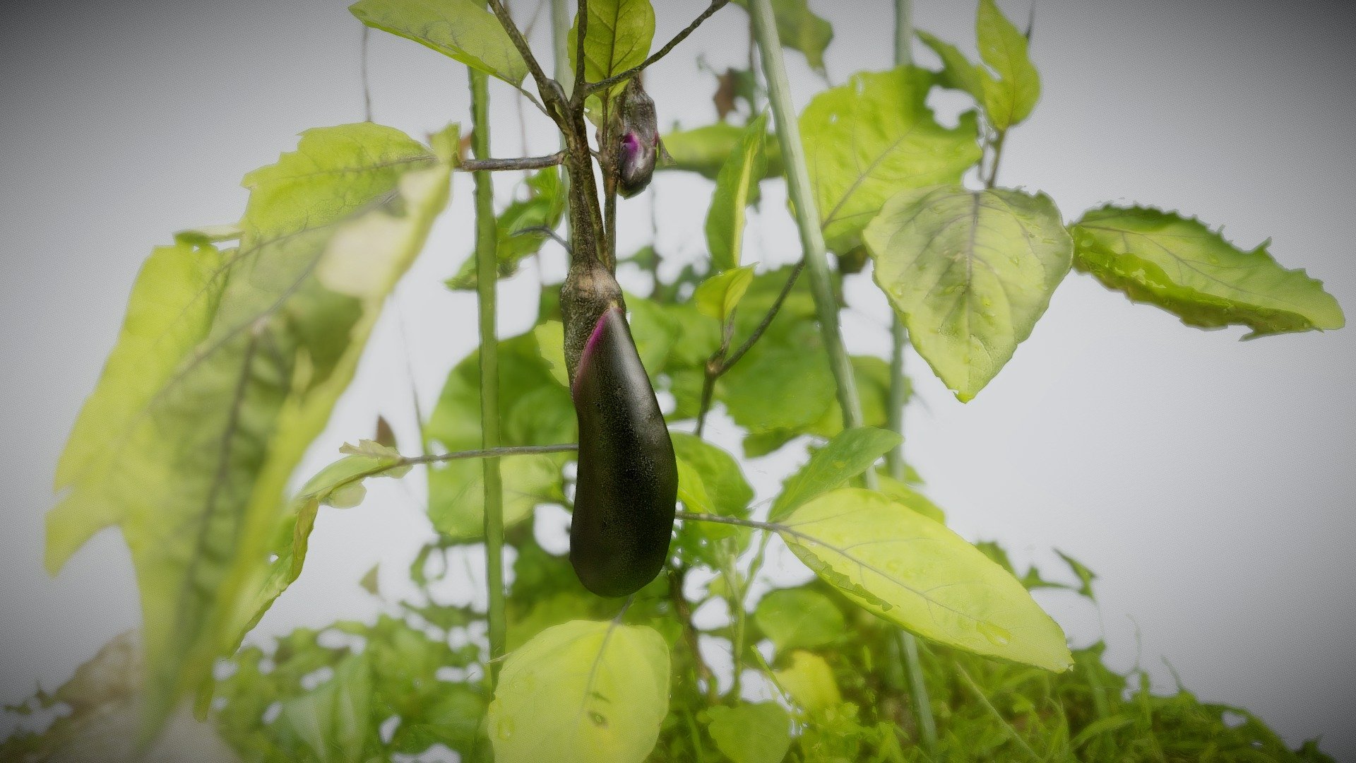 Eggplant in my garden - #AgisoftNatureChallenge