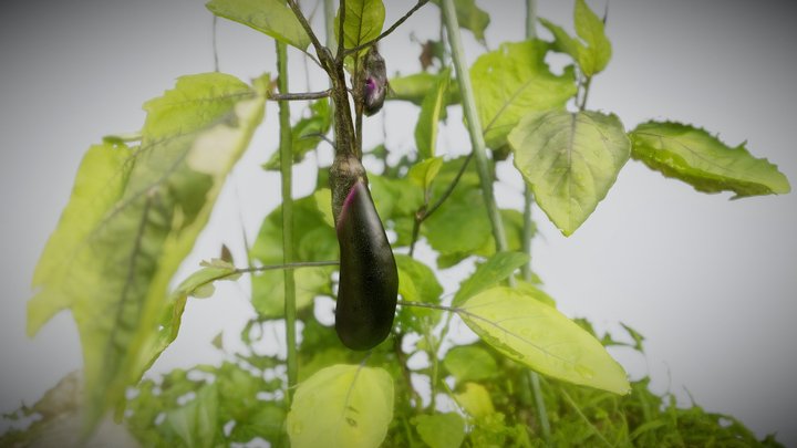 Eggplant in my garden - #AgisoftNatureChallenge – Modello 3D gratuito STL