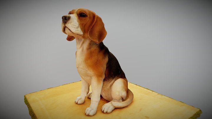 Beagle Dog 3D Model