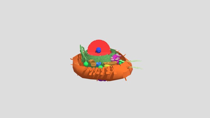 Animal cell structure anatomy 3D Model