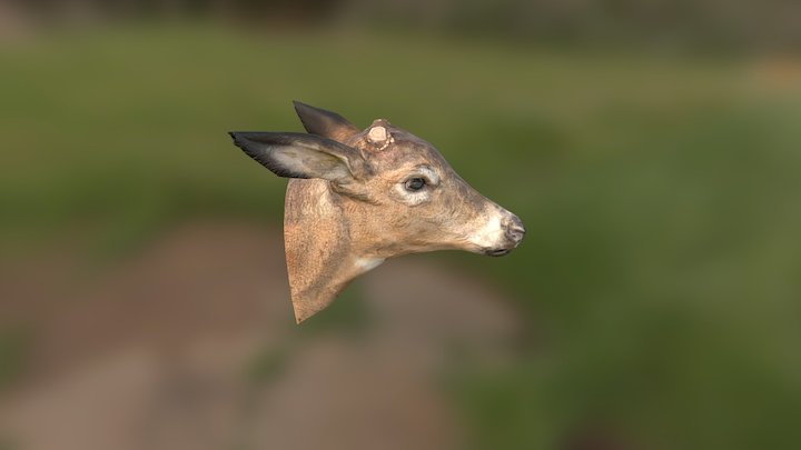 Deer Head 3D Model