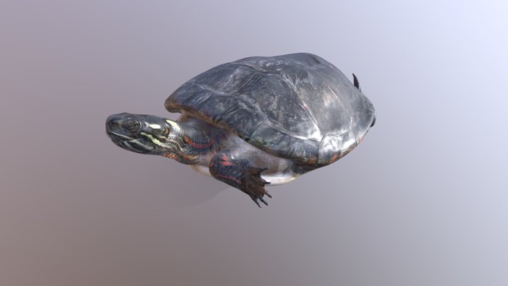kornjaca 3D Model