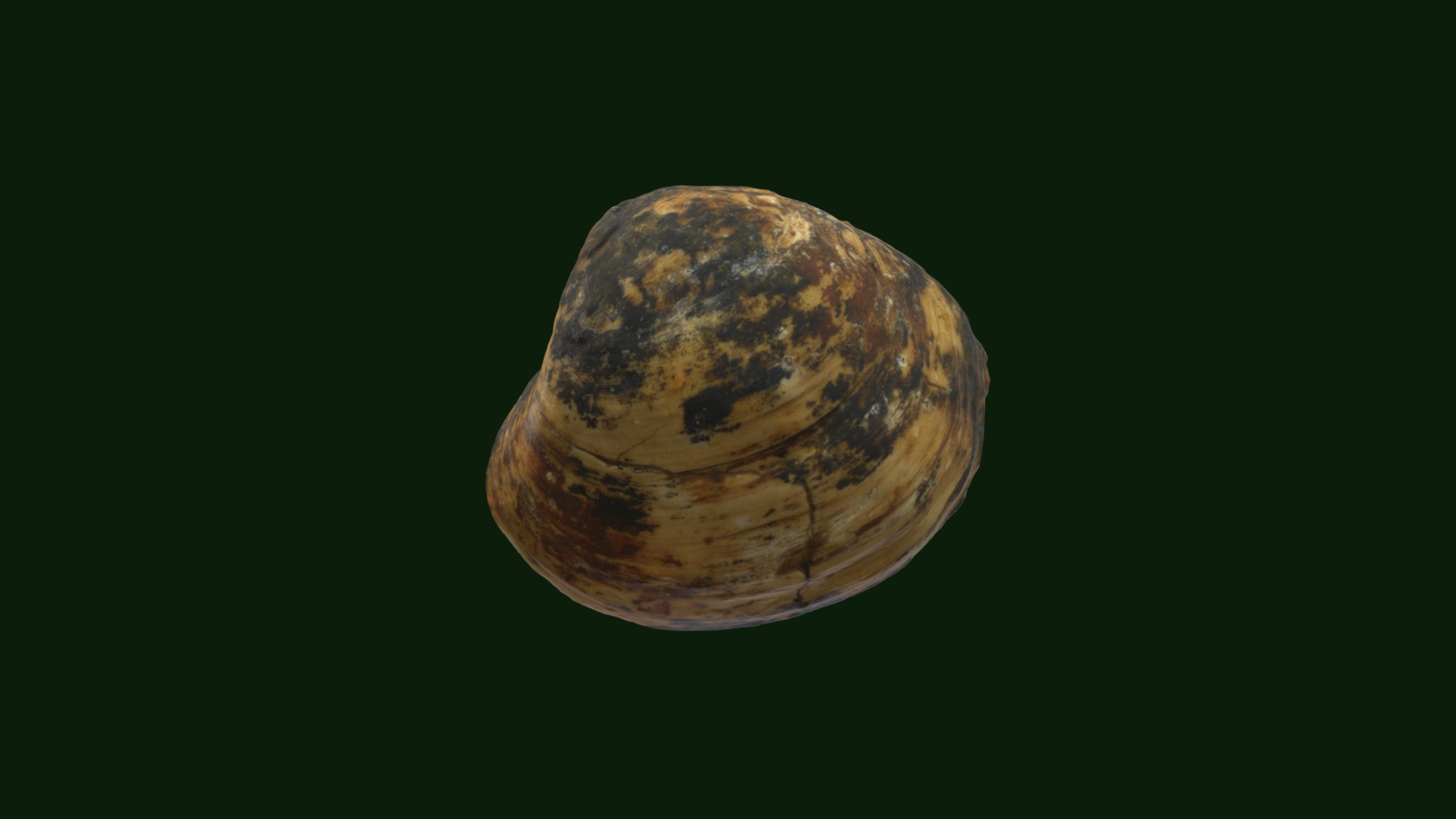 3D model Corbicula berthoudi - This is a 3D model of the Corbicula berthoudi. The 3D model is about a planet in space.