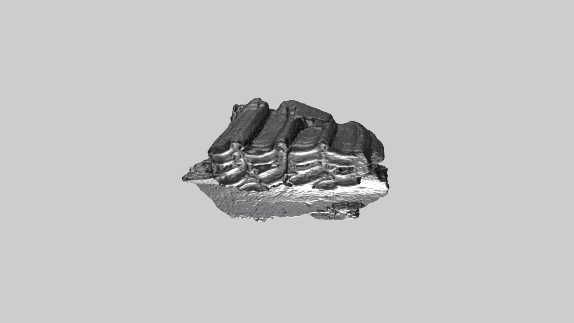 WSC24651a Equus Maxilla