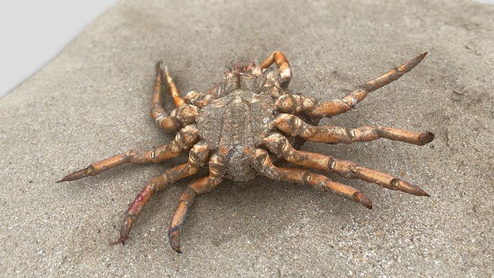 Spider Crab – Free 3D Model STL