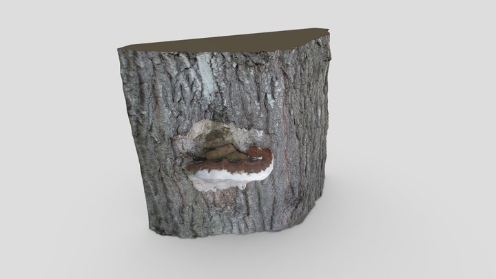 Mushroom Tree | 3D Scan 3D Model