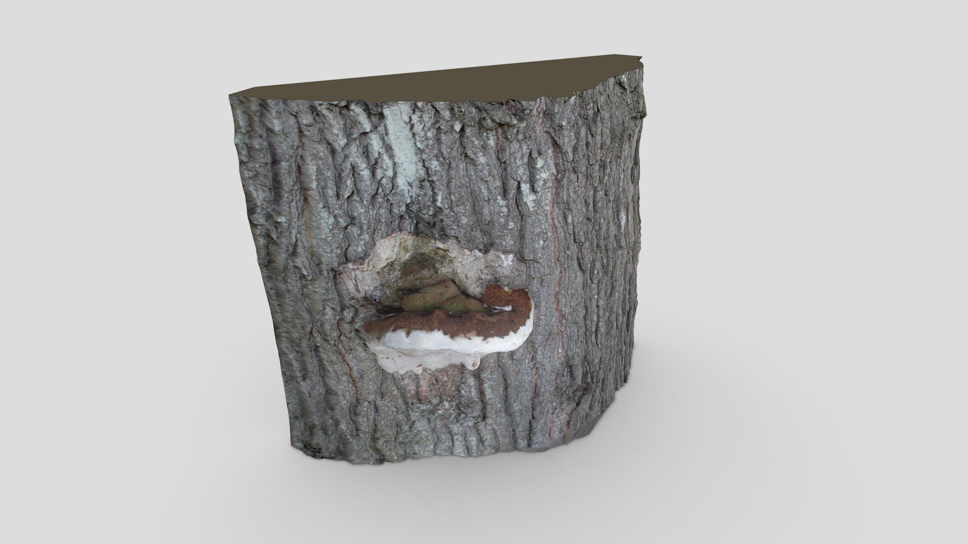 Mushroom Tree | 3D Scan