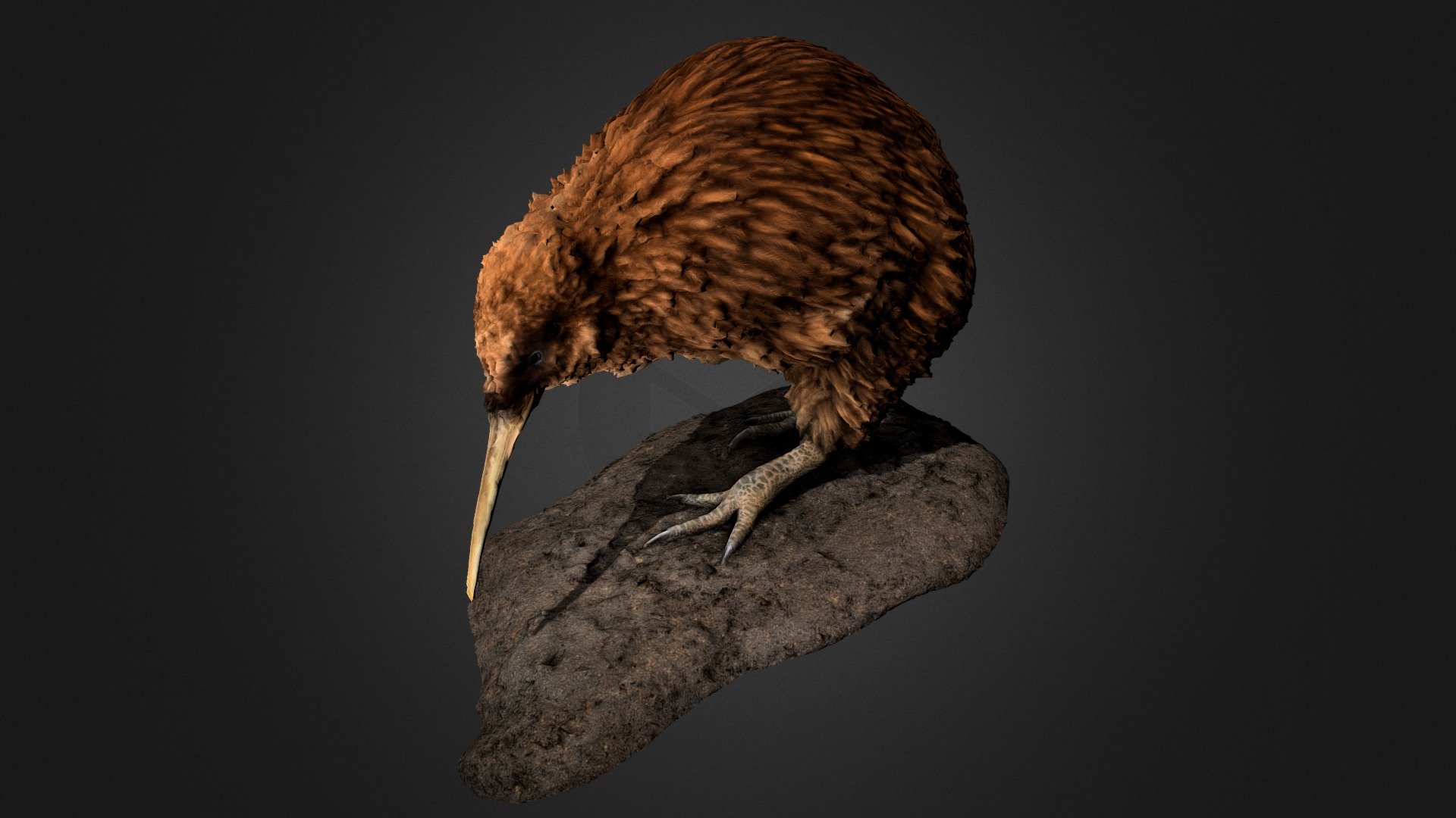 Präparat eines Kiwis