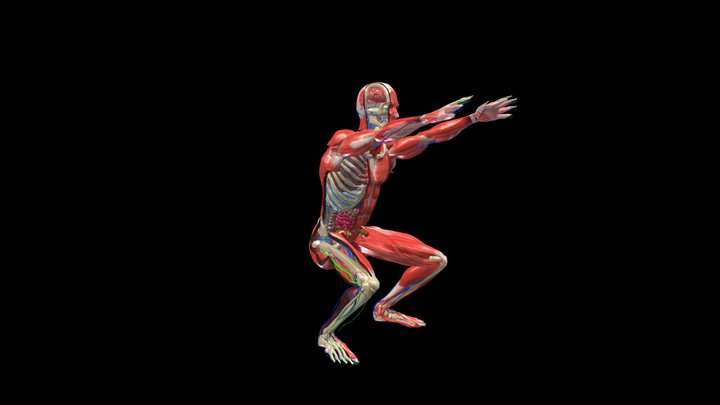 Anatomy Human Body Dissection Animation squats 3D Model