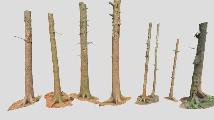 Fir Conifer Tree Trunk Dead Scan 3D Model