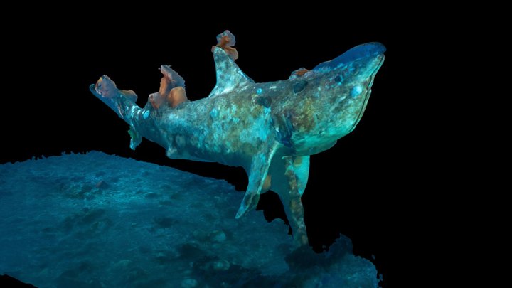 Redondo Shark (Kees) 3D Model