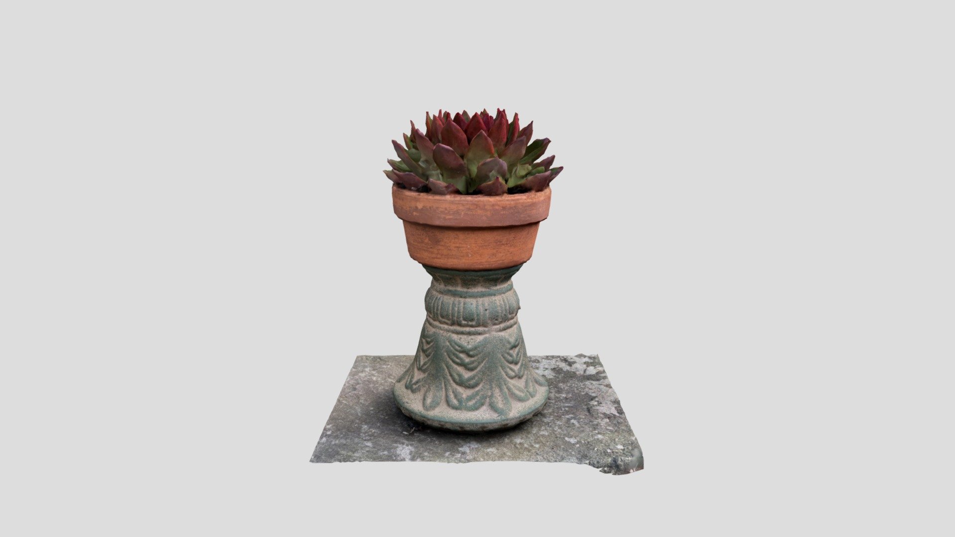Cactus in Pot 001