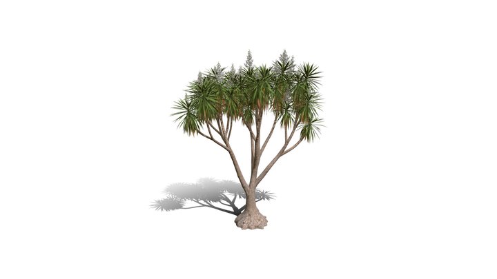 Realistic HD Spineless yucca (10/30) 3D Model