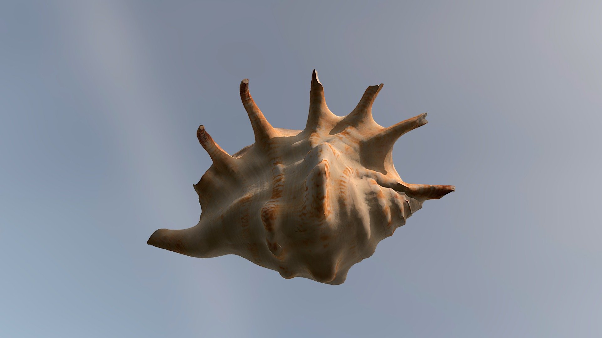 Sea Shell - Raw Scan