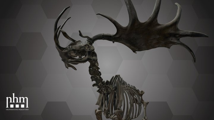 Giant Deer (NHMW-Geo 1876/0030/0003) 3D Model