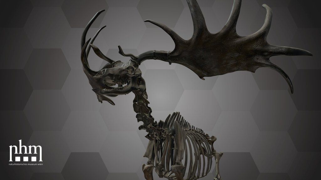 Giant Deer (NHMW-GEO-1876/0030/0003)