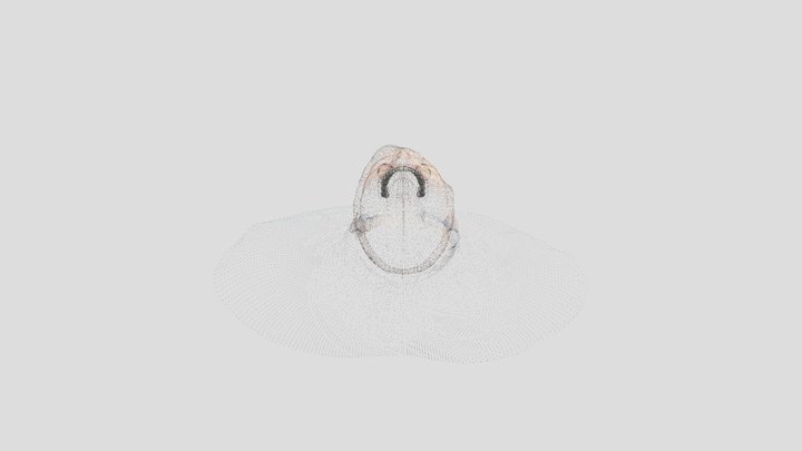 head pointcloud 3D Model