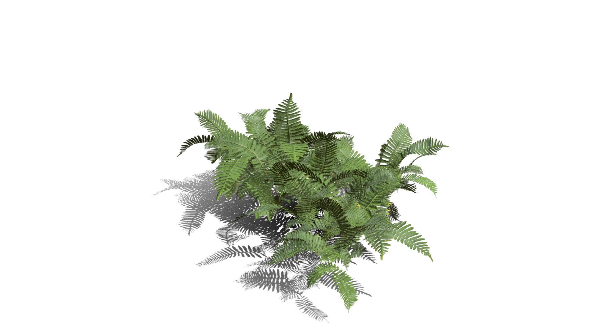 Realistic HD Common polypody fern (34/55) - Buy Royalty Free 3D model ...