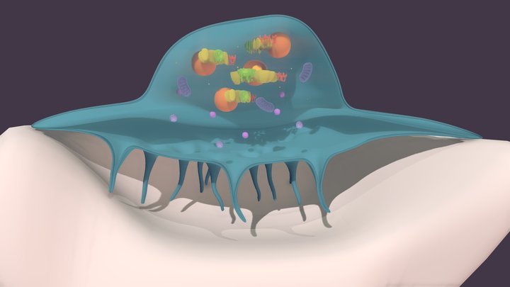 Osteoclast Model with Annotations 3D Model