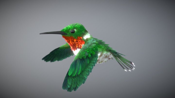 Ruby-throated Hummingbird ♂ 3D Model