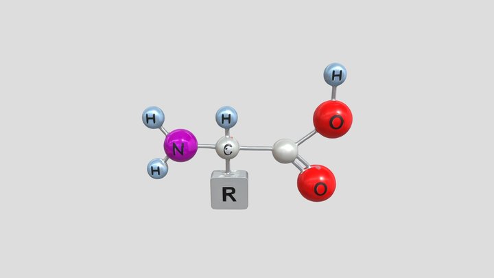 Amino acid molecular structure diagram 3D Model