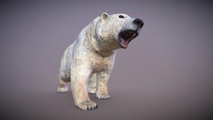Bear Polar 3D Model