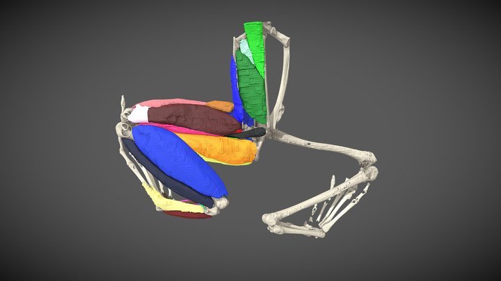 Trichobatrachus robustus - diceCT frog 3D Model