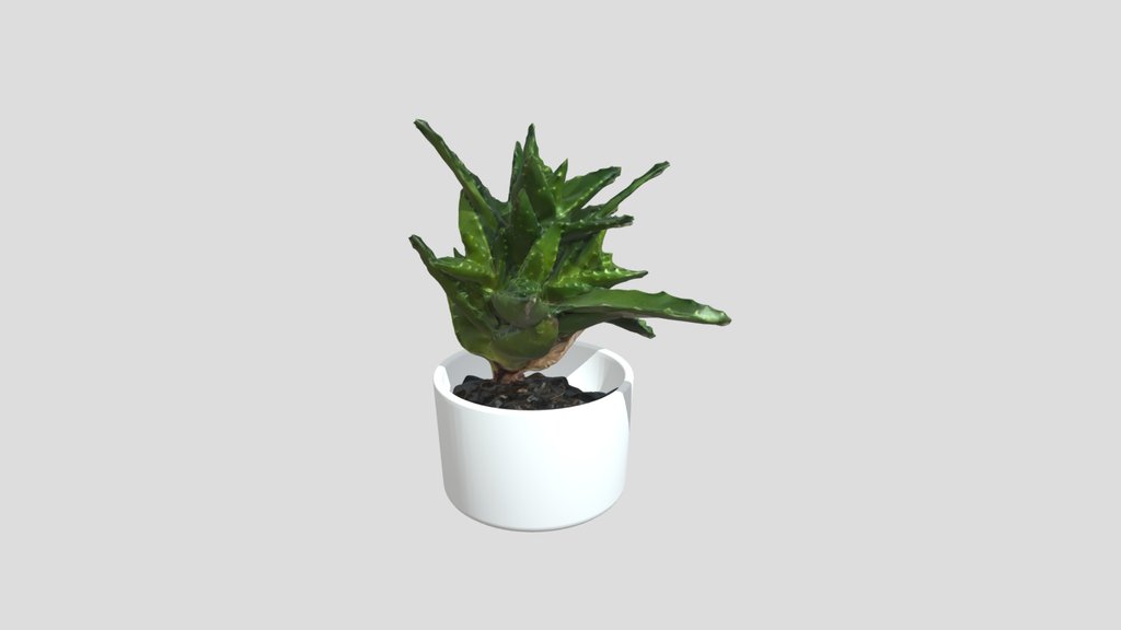 Succulent Pot