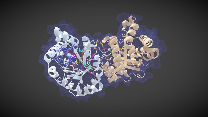 Plasmodium falciparum triosephosphate isomerase 3D Model