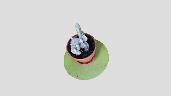 Cactus 3D Model