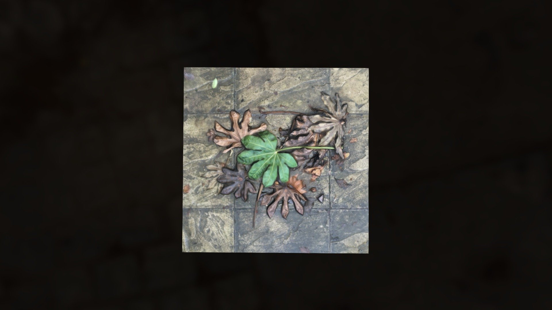 Leaves in Bloomsbury #SquareScanChallenge