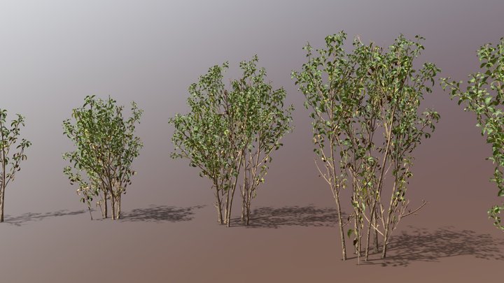 Autumn Olive bush game ready set 3D Model