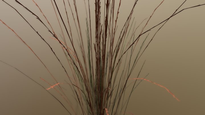 Aristida Stricta 3D Model