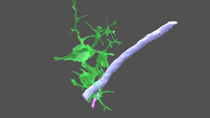 Phagocytosis of spine by microglia 3D Model