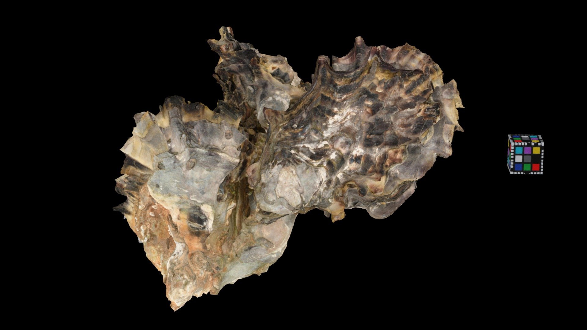 マガキ Pacific Oyster, Crassostrea gigas