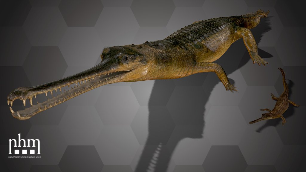 Gharial (NHMW-ZOO-HS-1978 & 562)