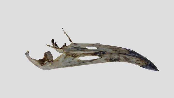 UWYMV:Bird:5864, C. urophasianus, Mandible – Gratis 3D-model STL