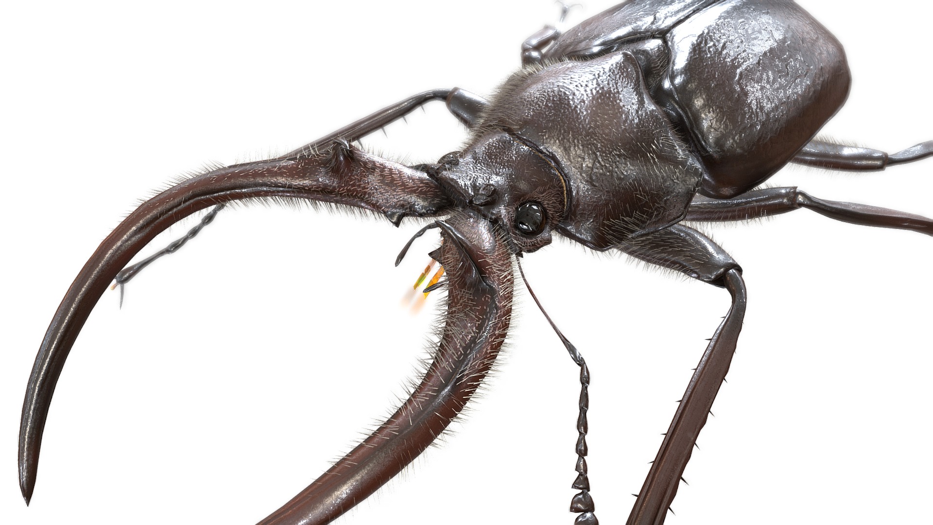 3D model Sphaenognathus feisthameli - This is a 3D model of the Sphaenognathus feisthameli. The 3D model is about a close up of a bug.