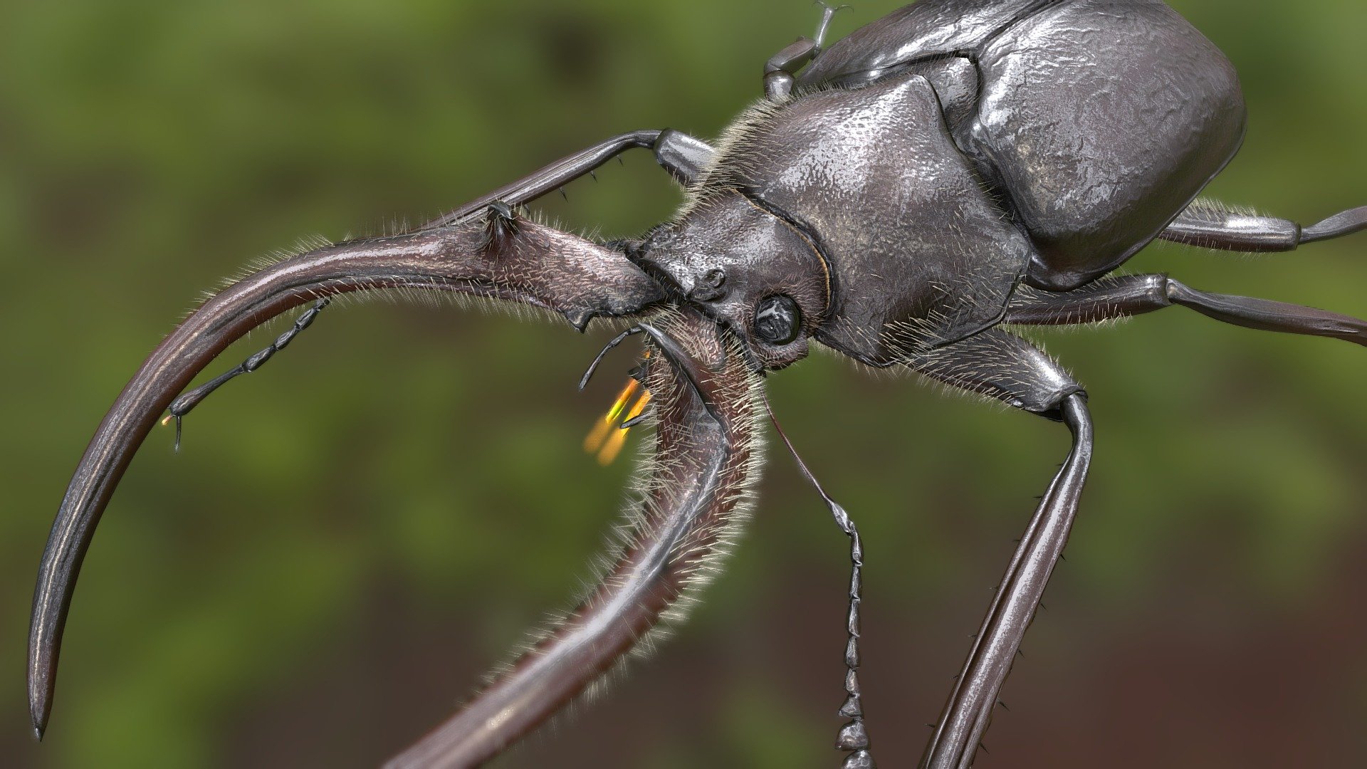 Sphaenognathus feisthameli — Sketchfab embed 3D viewer