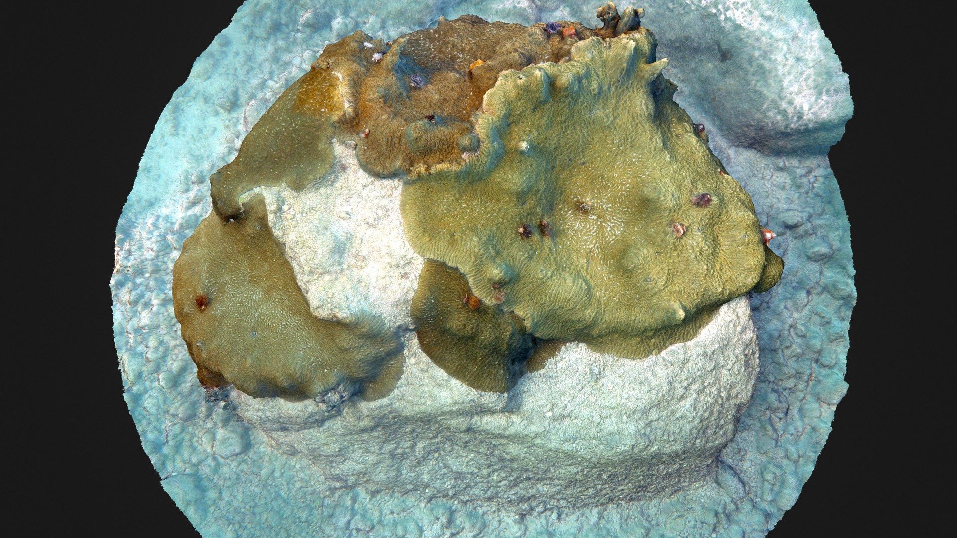 Knobby Brain Coral, Key West, Florida