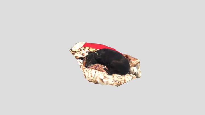 dog 3D Model
