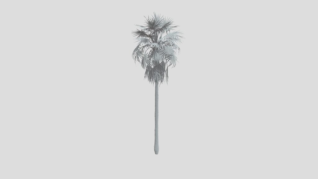 Caraday Palm Large