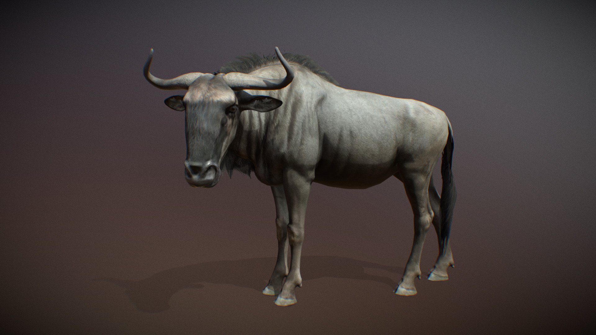 Animalia - Blue Wildebeest (male) - 3D model by GiM (@GamesInMotion ...