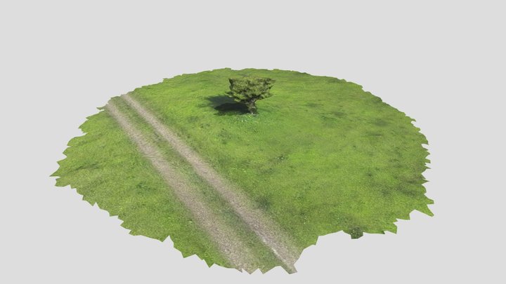 Tree from Drone Footage (Step 1) 3D Model
