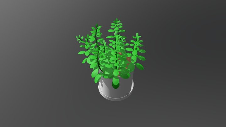 Jade Plant 3D Model