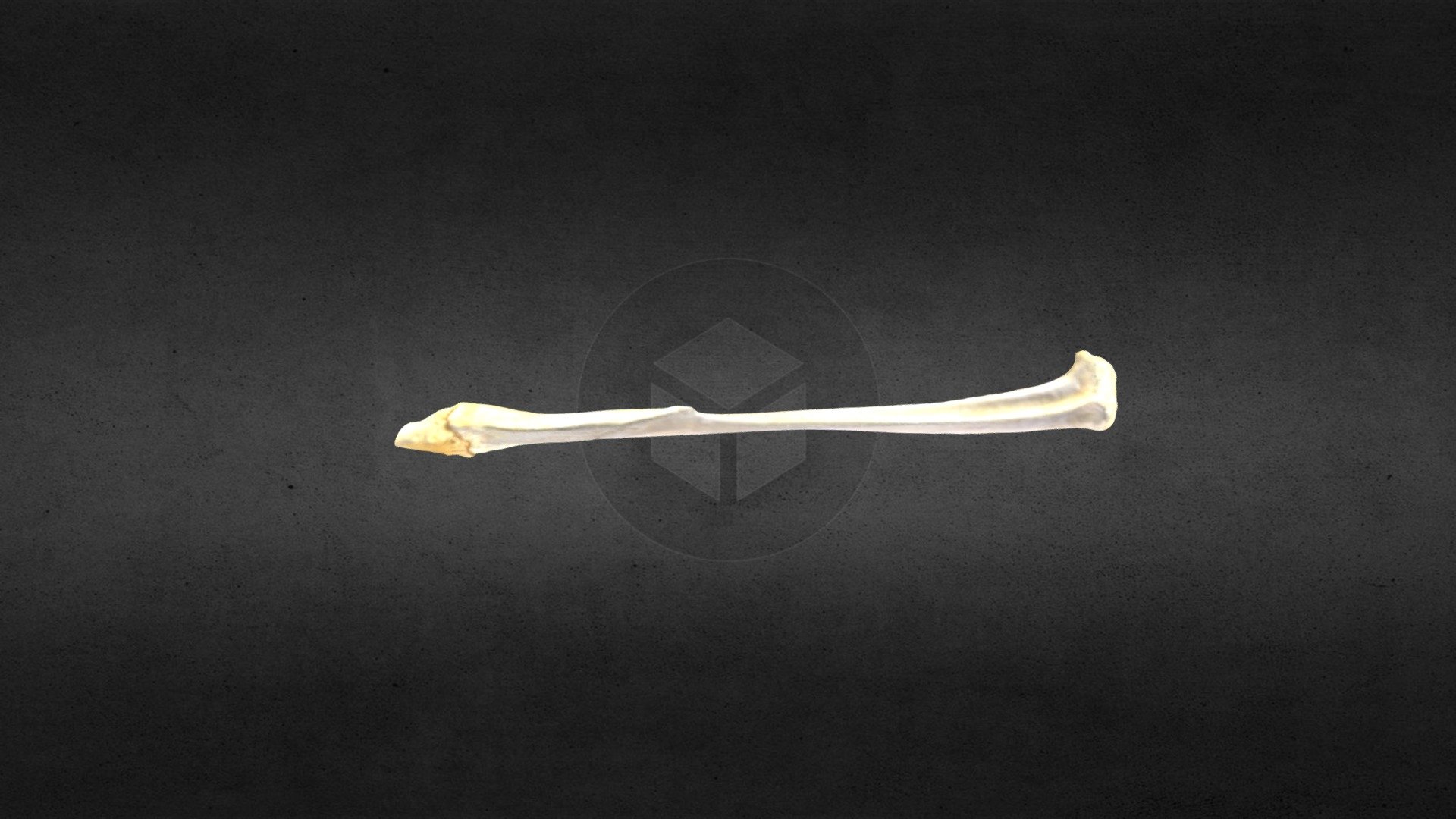 MSCC026 Castor canadensis Left Fibula